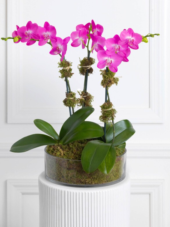 Triple Magenta Orchid