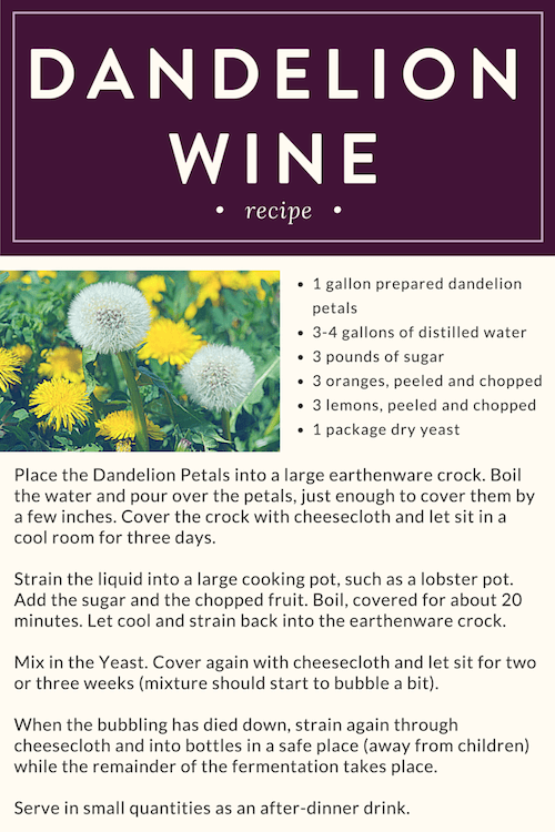 Dandelion Wine Recipe