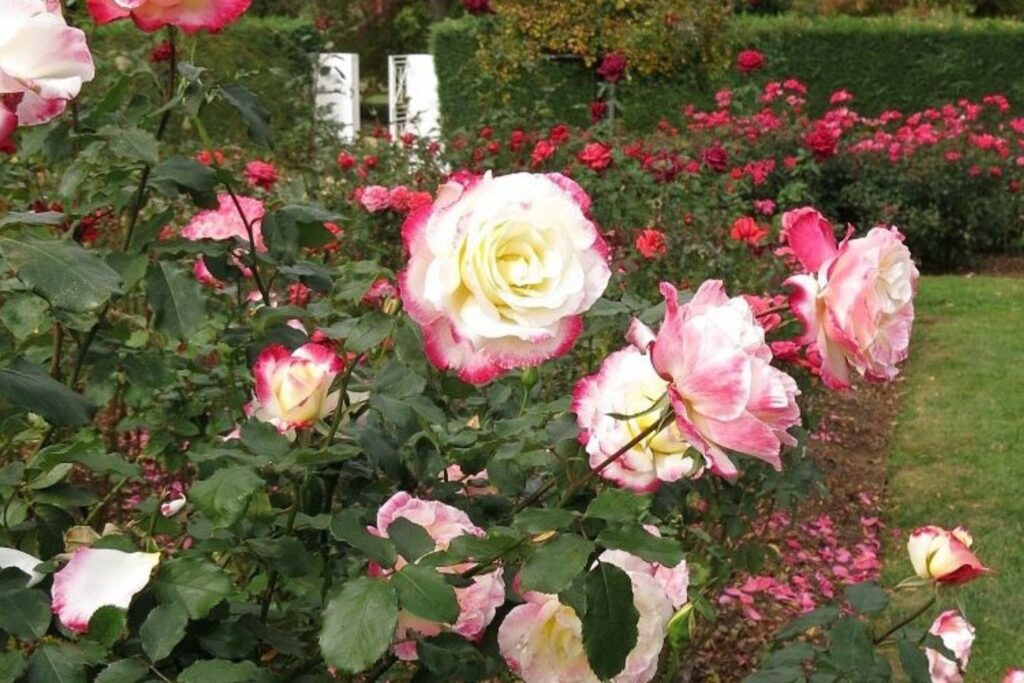 Old Parliament House Gardens, Australia, magical rose garden