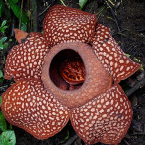 6 of the World's Least-Attractive Flowers