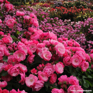 7 of the Most Magical Rose Gardens