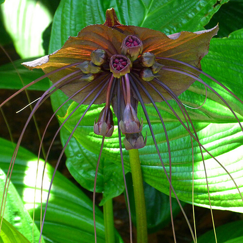 black bat flower