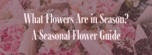 What Flowers Are In Season? A Seasonal Flower Guide