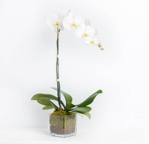 order orchid plant