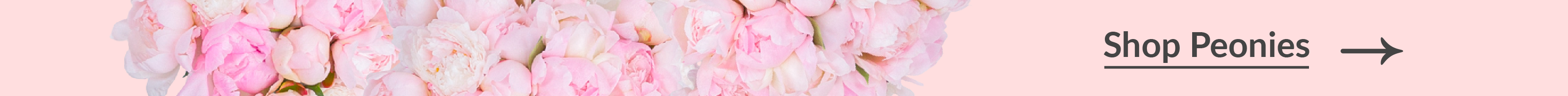 Shop peonies