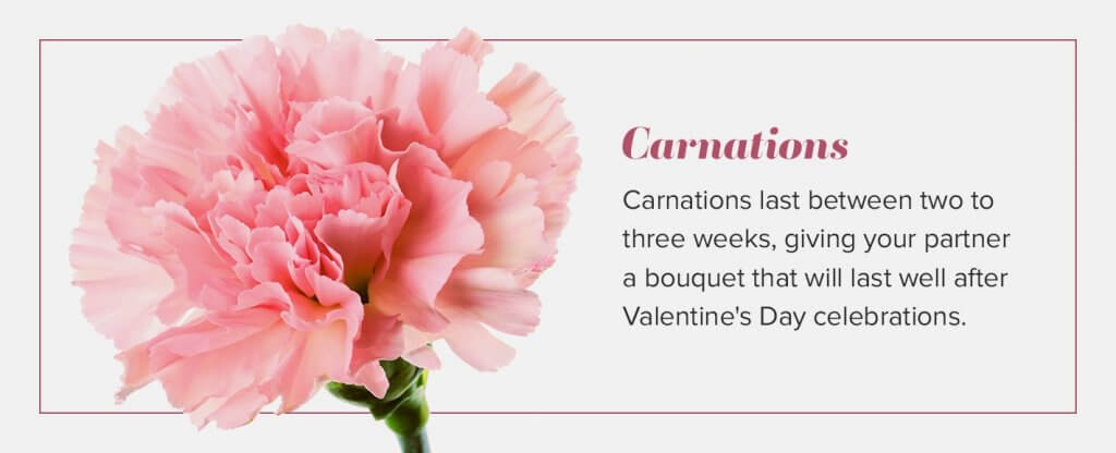 valentines carnations