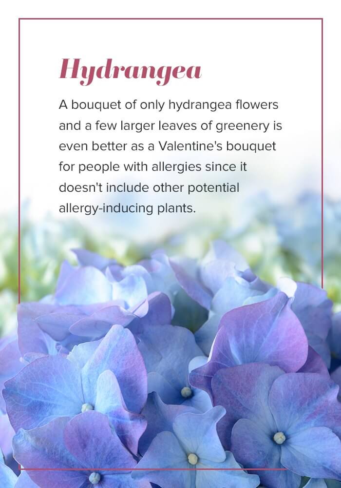 valentines hydrangeas