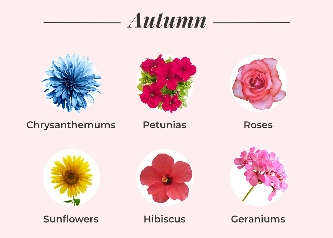 What Flowers Are In Season? A Seasonal Flower Guide