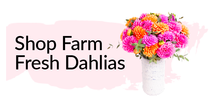 shop farm fresh dahlias