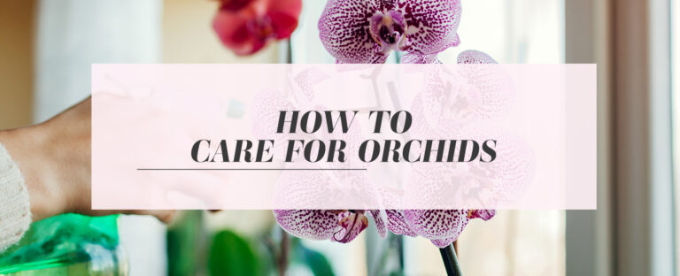 how to care for orchids