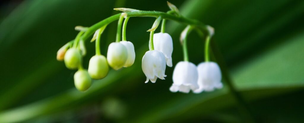 Lily of the Valley