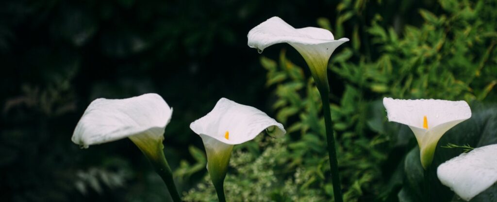 THE BEST FLOWERS FOR WEDDINGS