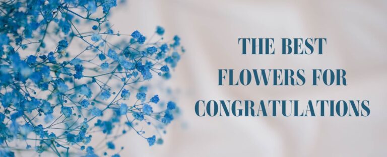 BEST FLOWERS FOR CONGRATULATIONS