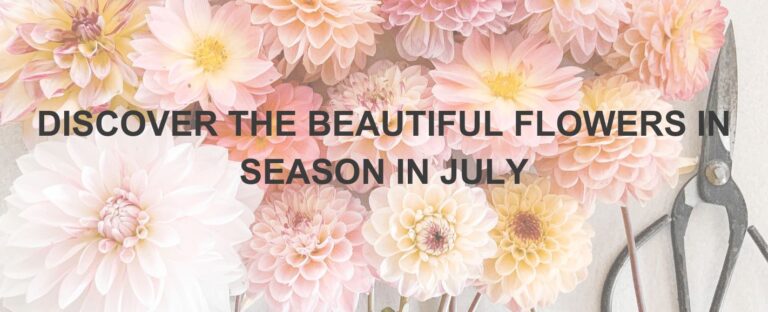 Discover the Beautiful Flowers in Season in July