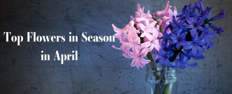 Top Flowers in Season in April