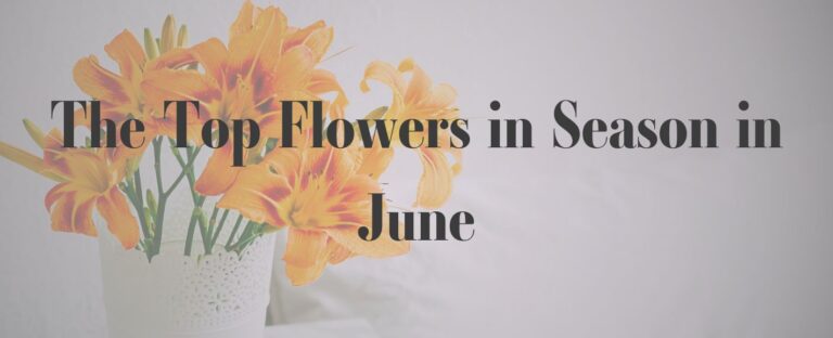 Top Flowers in Season in June