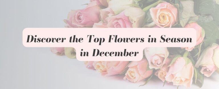 Discover the Top Flowers in Season in December