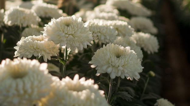 15 Best White Flowers for Gardens