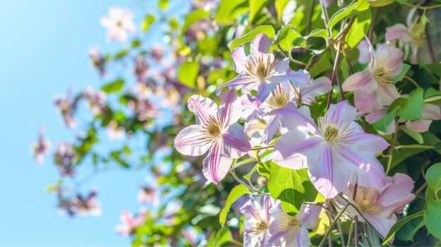 15 Best White Flowers for Gardens