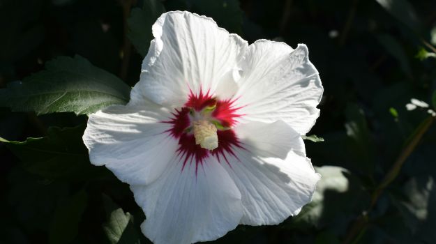 15 Best White Flowers for Gardens