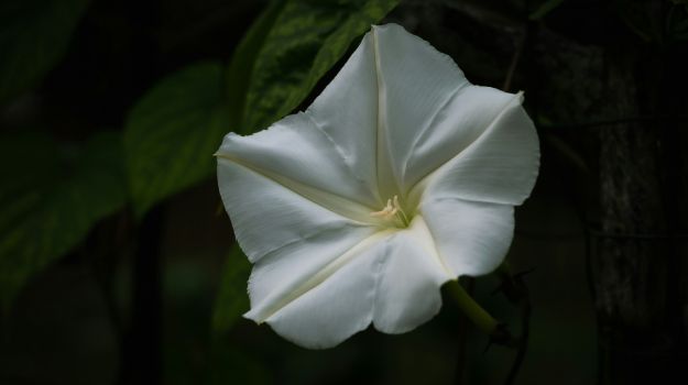 15 Best White Flowers for Gardens