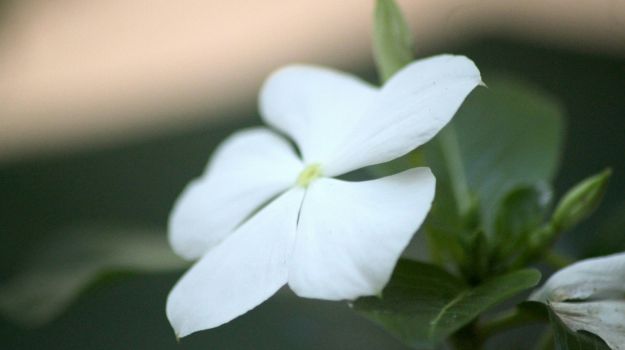 15 Best White Flowers for Gardens