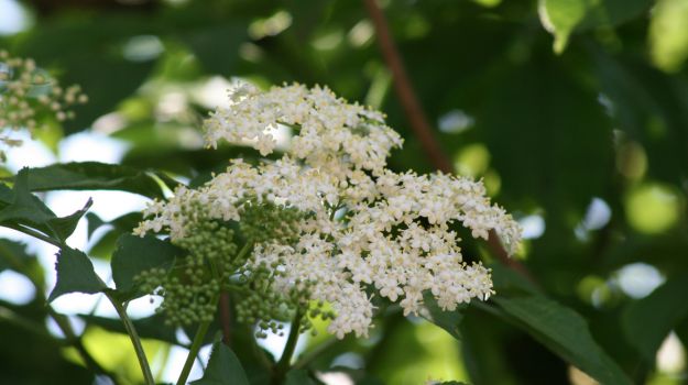 Top 10 Most Fragrant Flowers