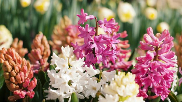 Top 10 Most Fragrant Flowers