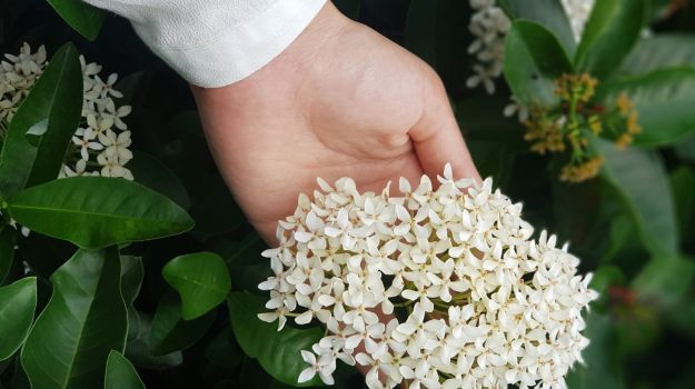 Top 10 Most Fragrant Flowers