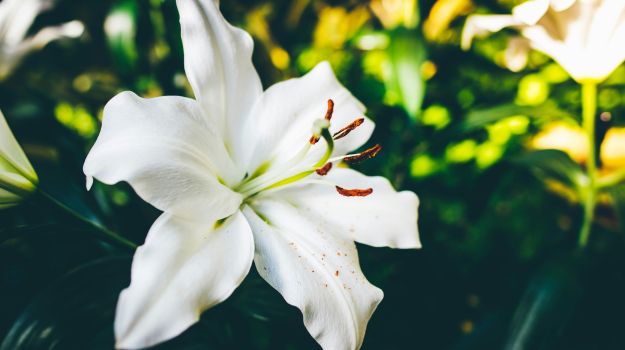 Top 10 Most Fragrant Flowers