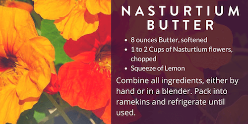 Comprehensive Edible Flowers List Nasturtiums