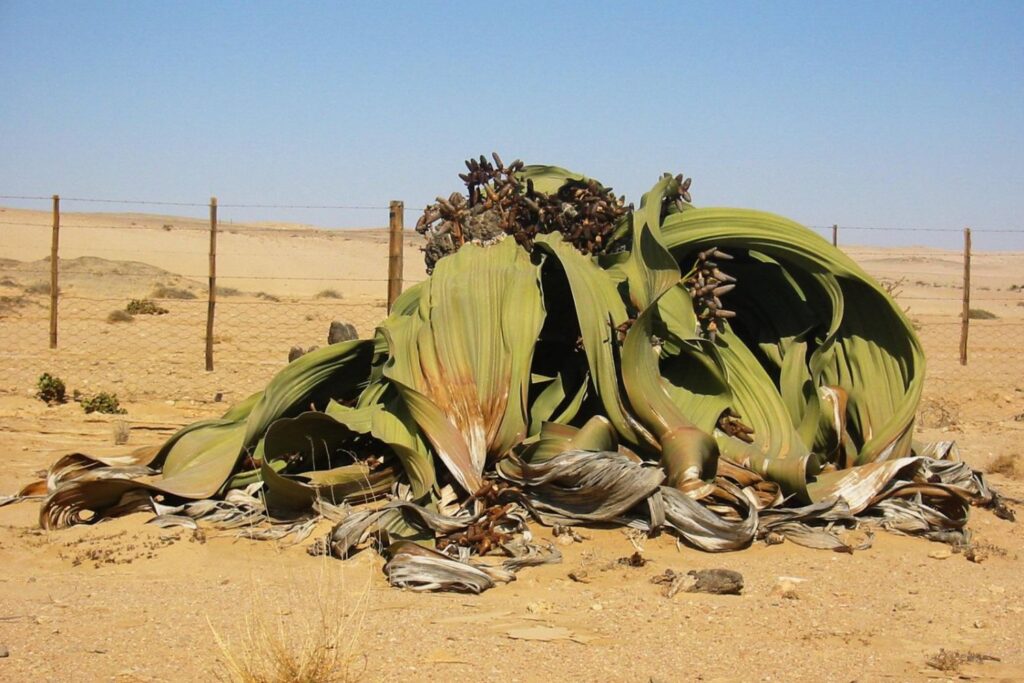 Welwitschia (Welwitschia mirabilis) 