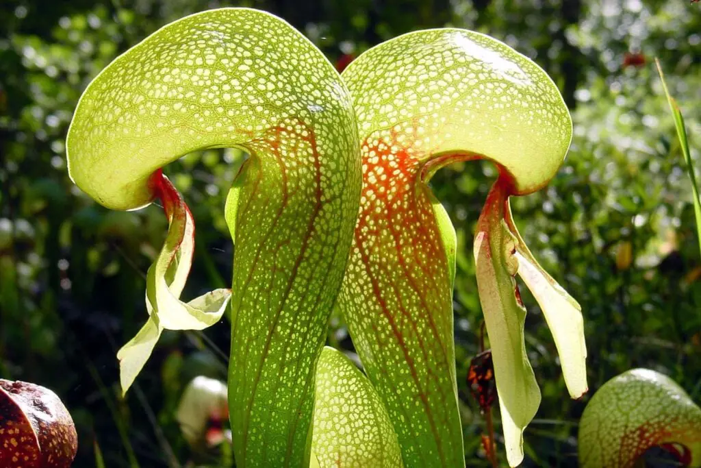 Cobra Lily (Darlingtonia californica)