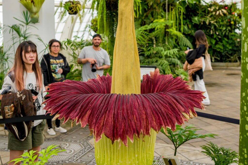 Corpse Flower (Amorphophallus titanum)