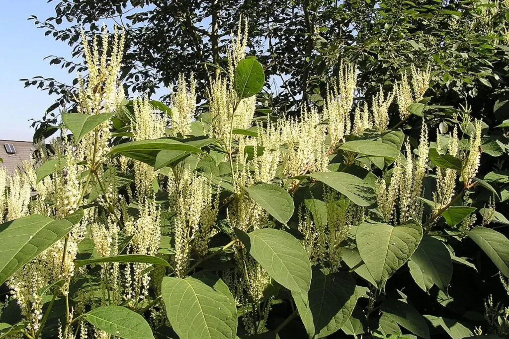 Japanese Knotweed (Reynoutria japonica)