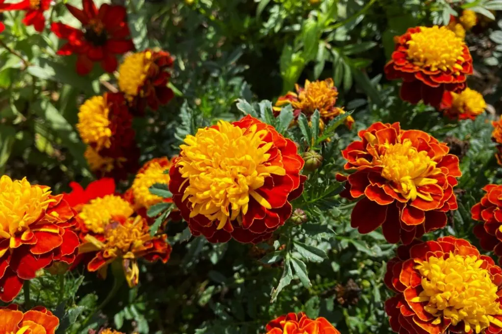 Marigolds (Tagetes spp.)