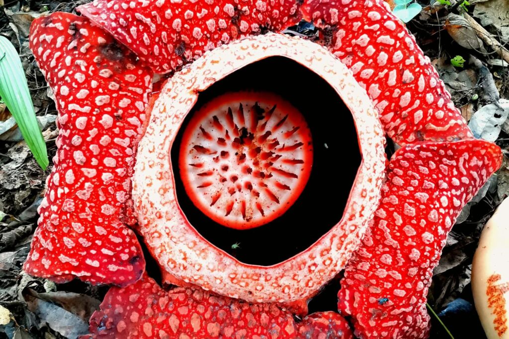 Rafflesia (Rafflesia arnoldii)