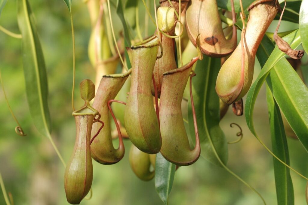 Tropical Pitcher Plant (Nepenthes spp.)