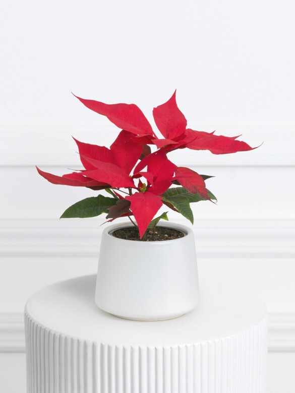 Poinsettia Plant