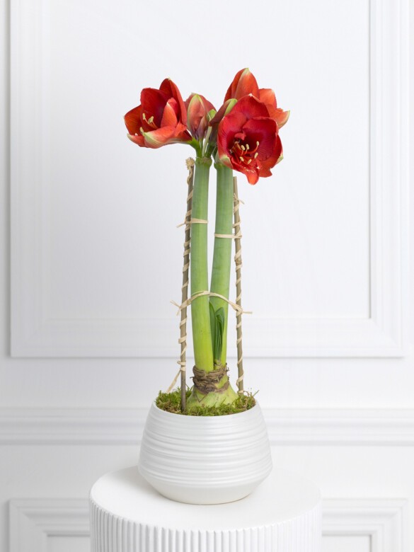 Amaryllis