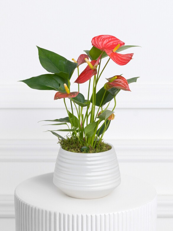 Anthurium