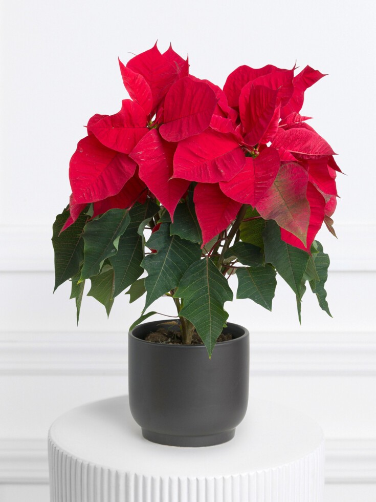 Poinsettia