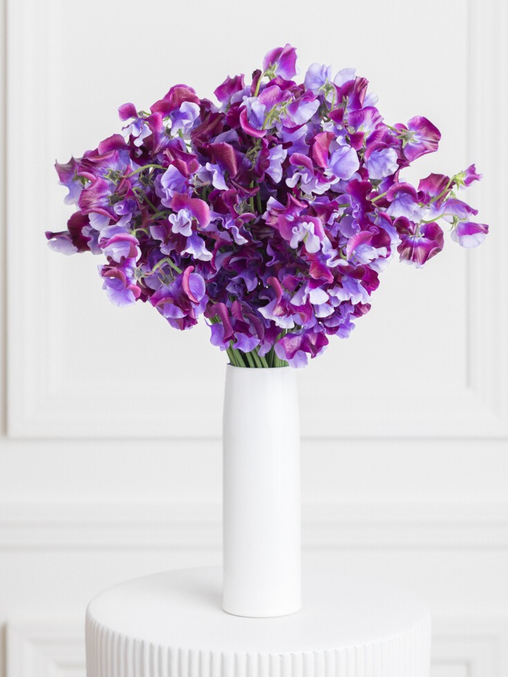 purple japanese sweet pea