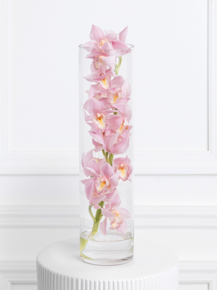 Cymbidium