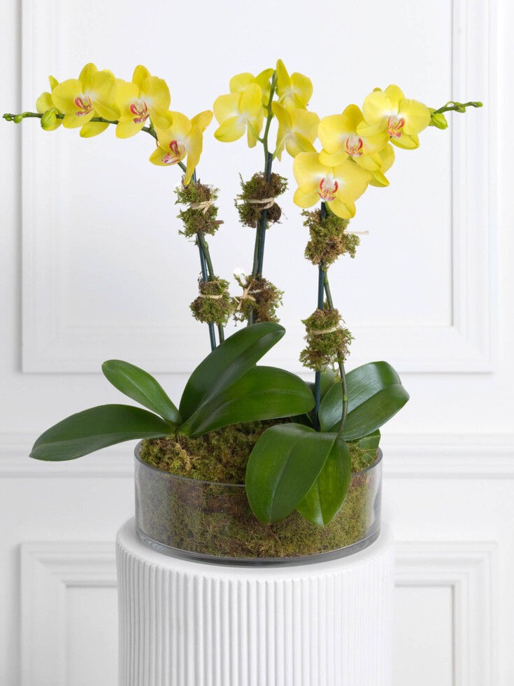 Triple Yellow Orchid
