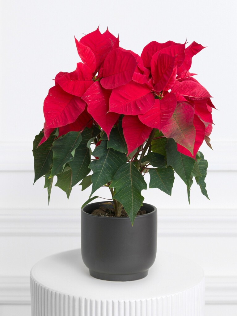 Poinsettia