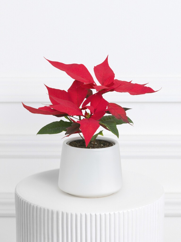 Poinsettia Plant